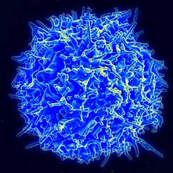250px-Healthy_Human_T_Cell